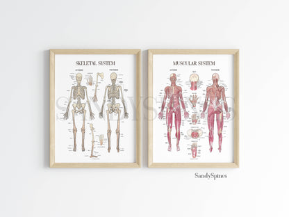 Muscle System Poster