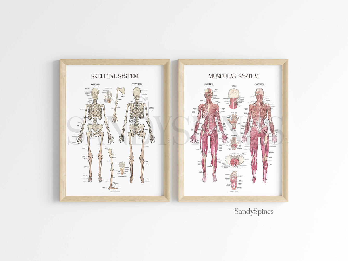 Skeletal System Poster