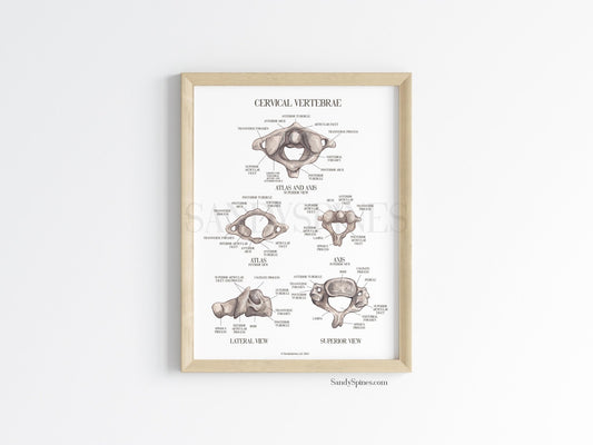 Cervical Vertebra Labeled Poster - SandySpines