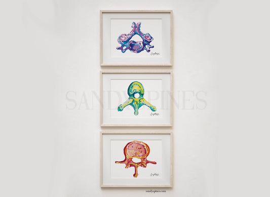 Colorful Trio of Vertebrae | Cervical, Thoracic, Lumbar | 3 Prints - SandySpines