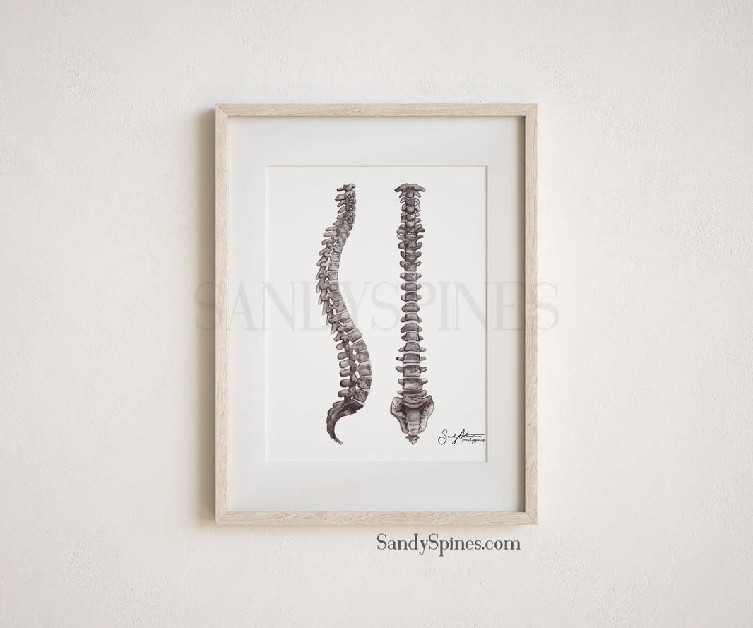 Anatomy Art Prints for Clinics & Offices | SandySpines