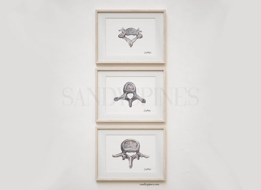 Grayscale Trio of Vertebrae | Cervical, Thoracic, Lumbar | 3 Prints - SandySpines