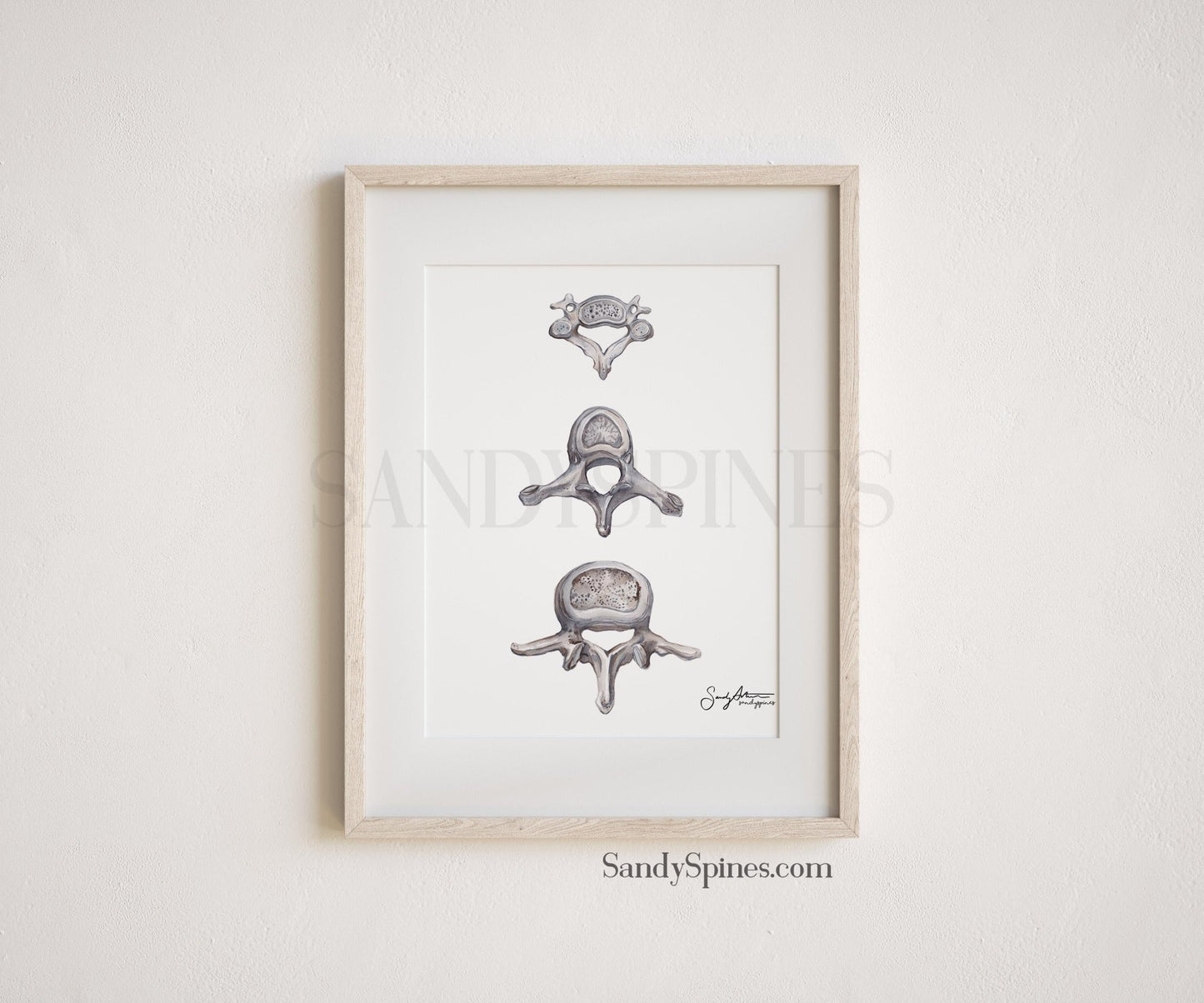 Grayscale Vertebrae Print - SandySpines