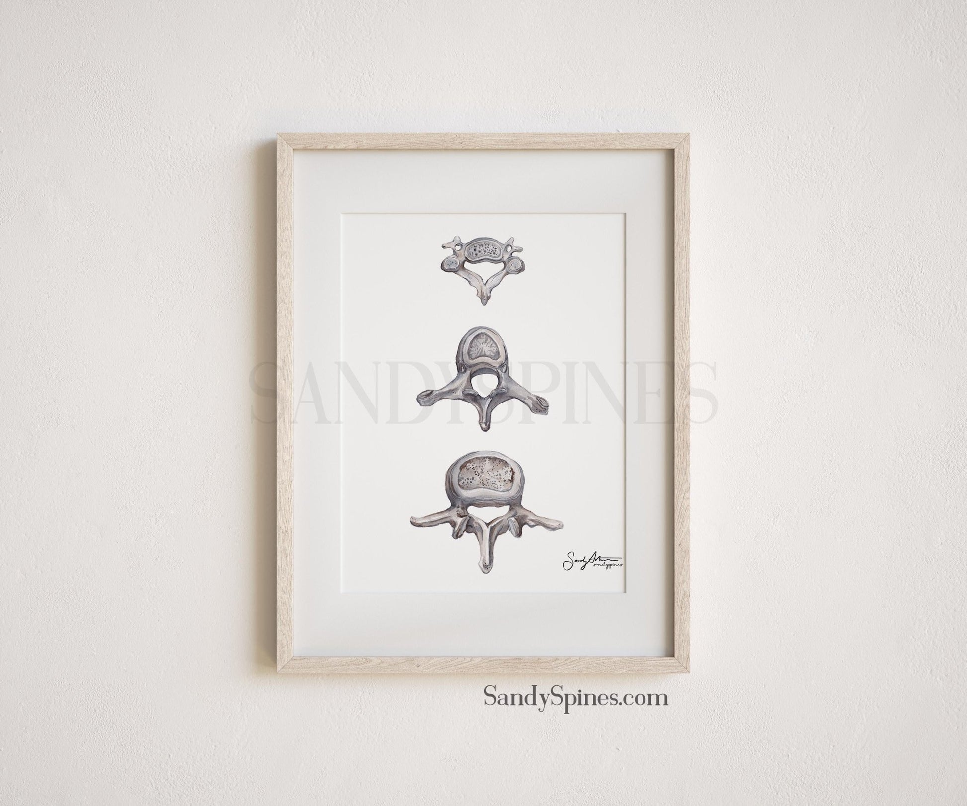 Grayscale Vertebrae Print - SandySpines