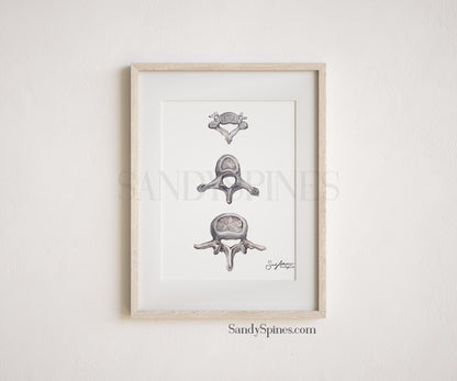 Grayscale Vertebrae Print - SandySpines
