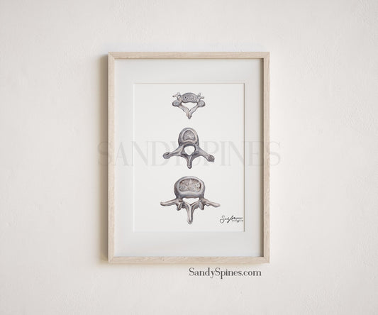 Grayscale Vertebrae Print - SandySpines
