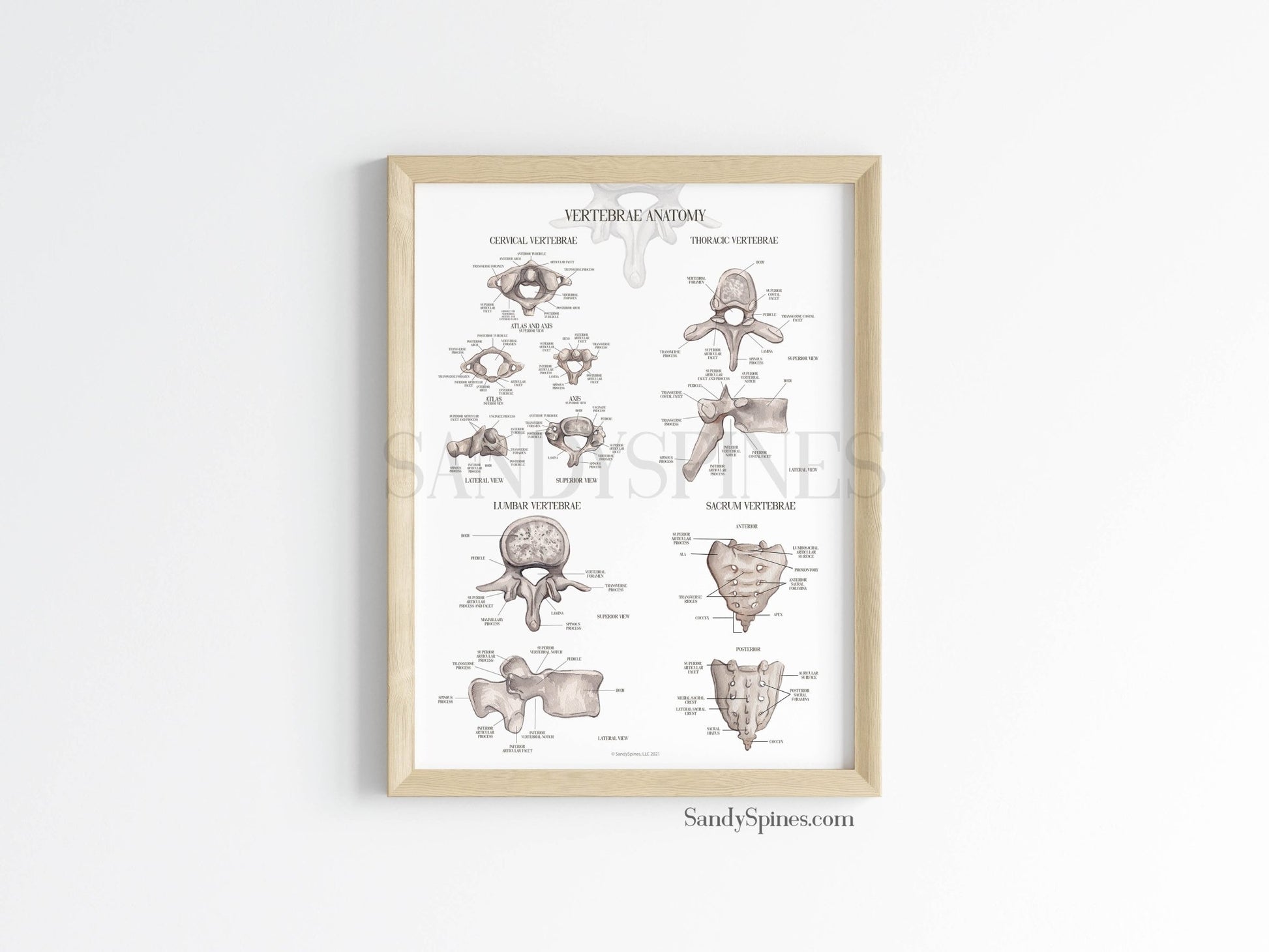 Labeled Vertebrae Anatomy Poster - SandySpines