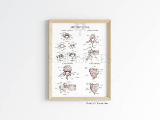 Labeled Vertebrae Anatomy Poster - SandySpines