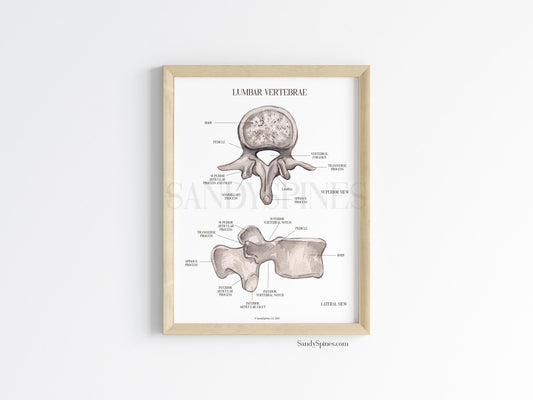 Lumbar Vertebra Labeled Poster - SandySpines