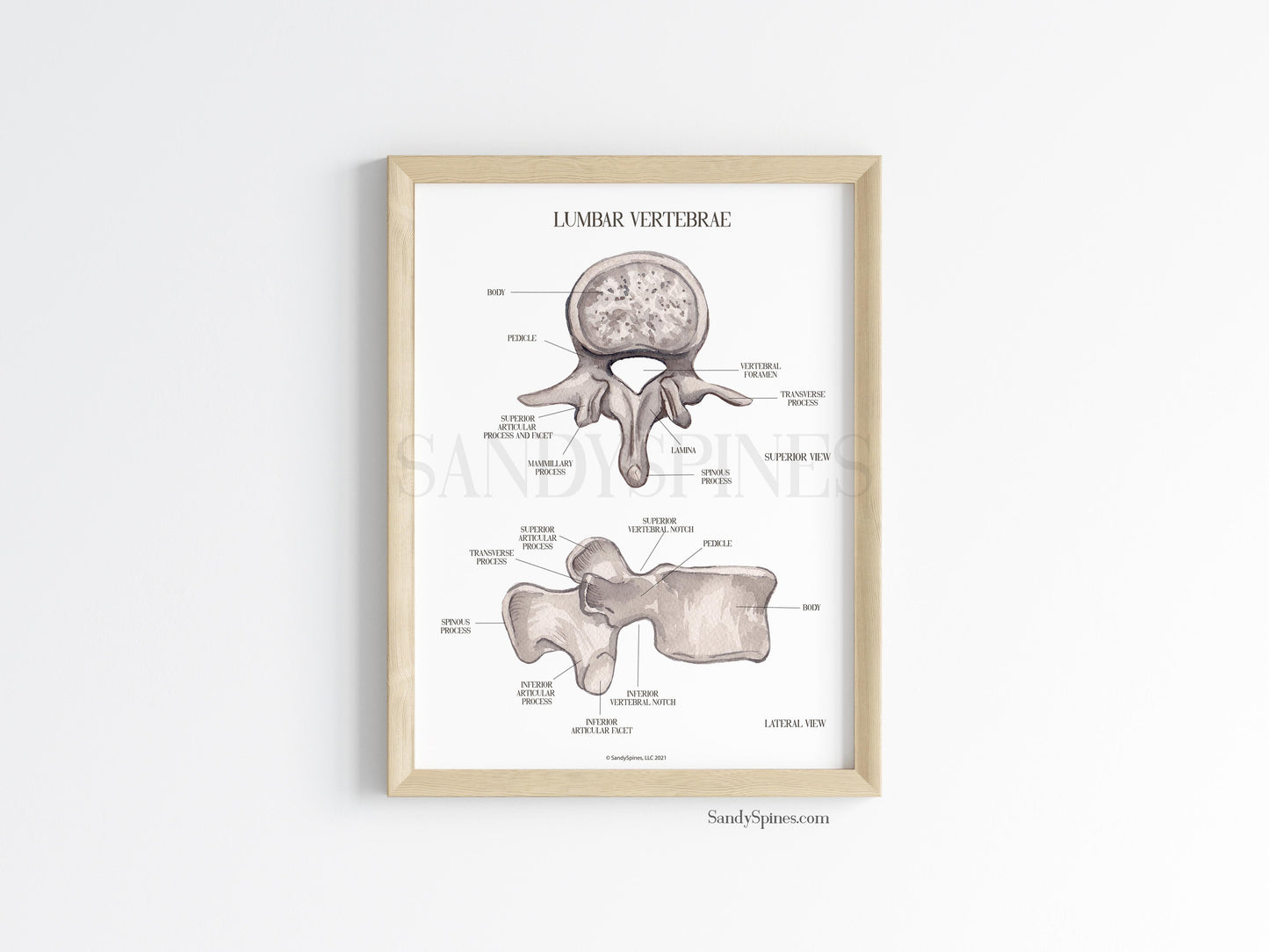 Lumbar Vertebra Labeled Poster