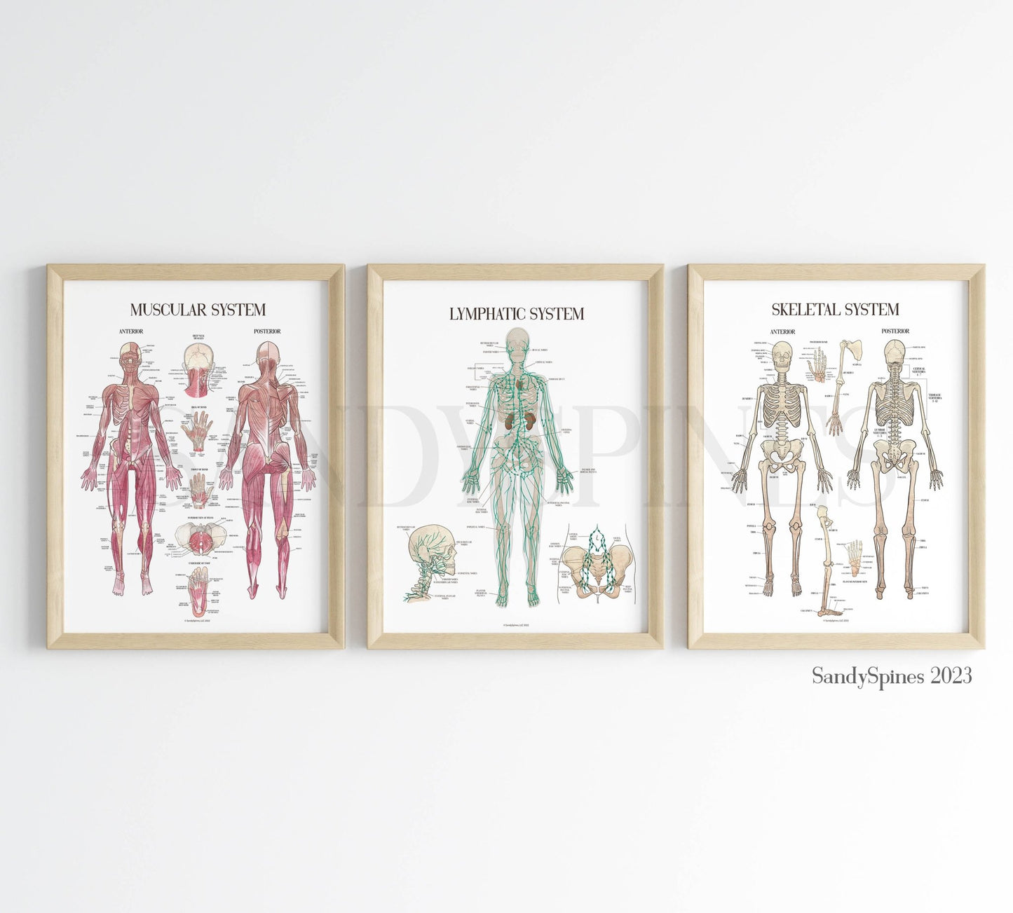 Lymphatic System Anatomy Poster - SandySpines