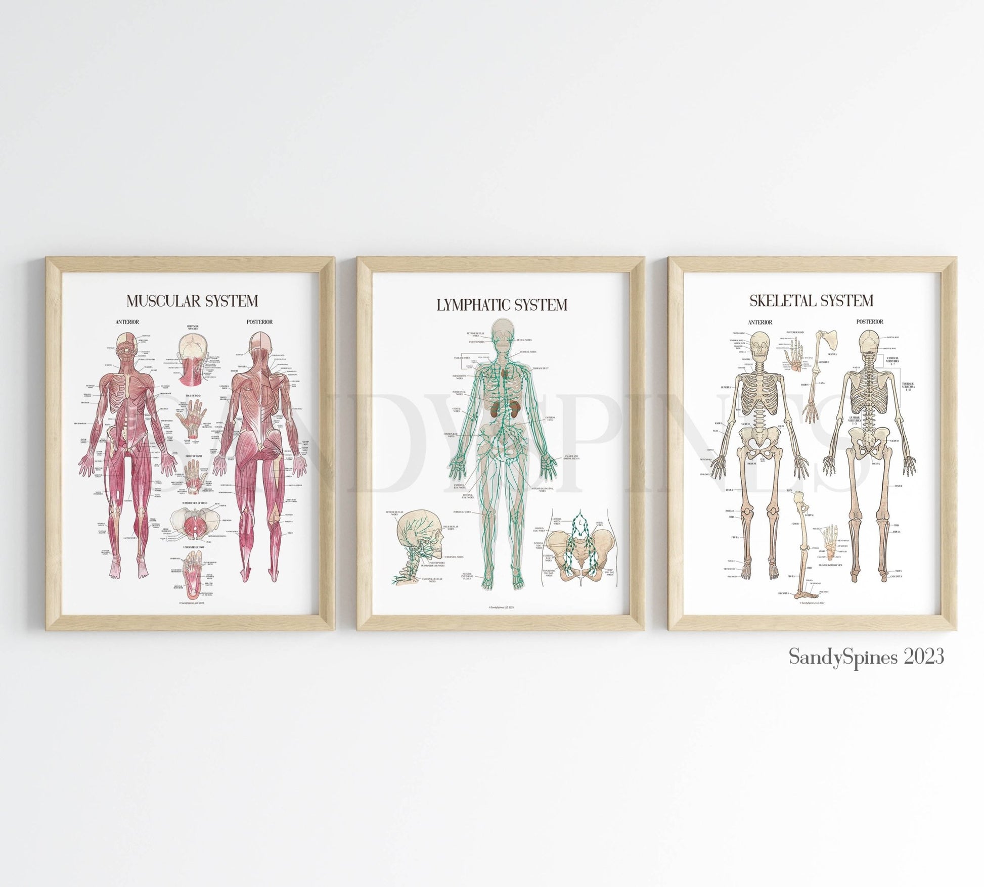 Lymphatic System Anatomy Poster - SandySpines