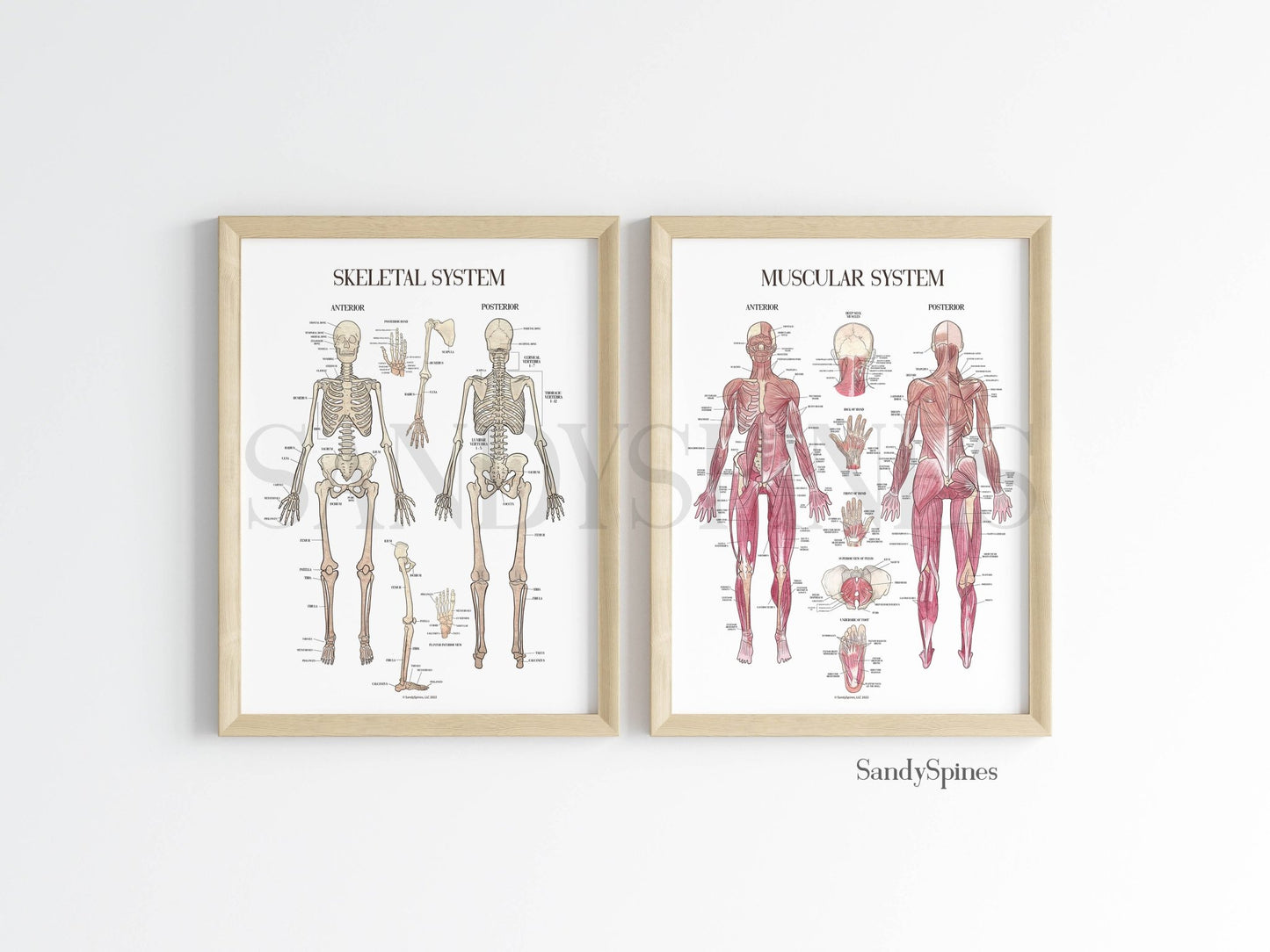 Muscle System Poster set  - SandySpines