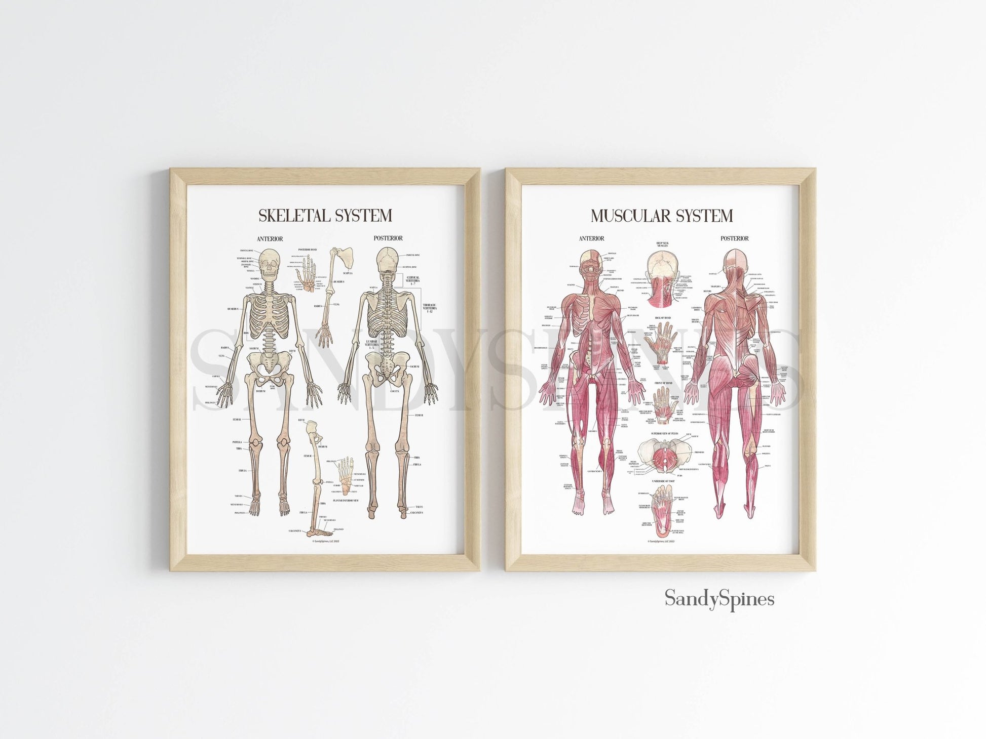 Muscle System Poster set  - SandySpines