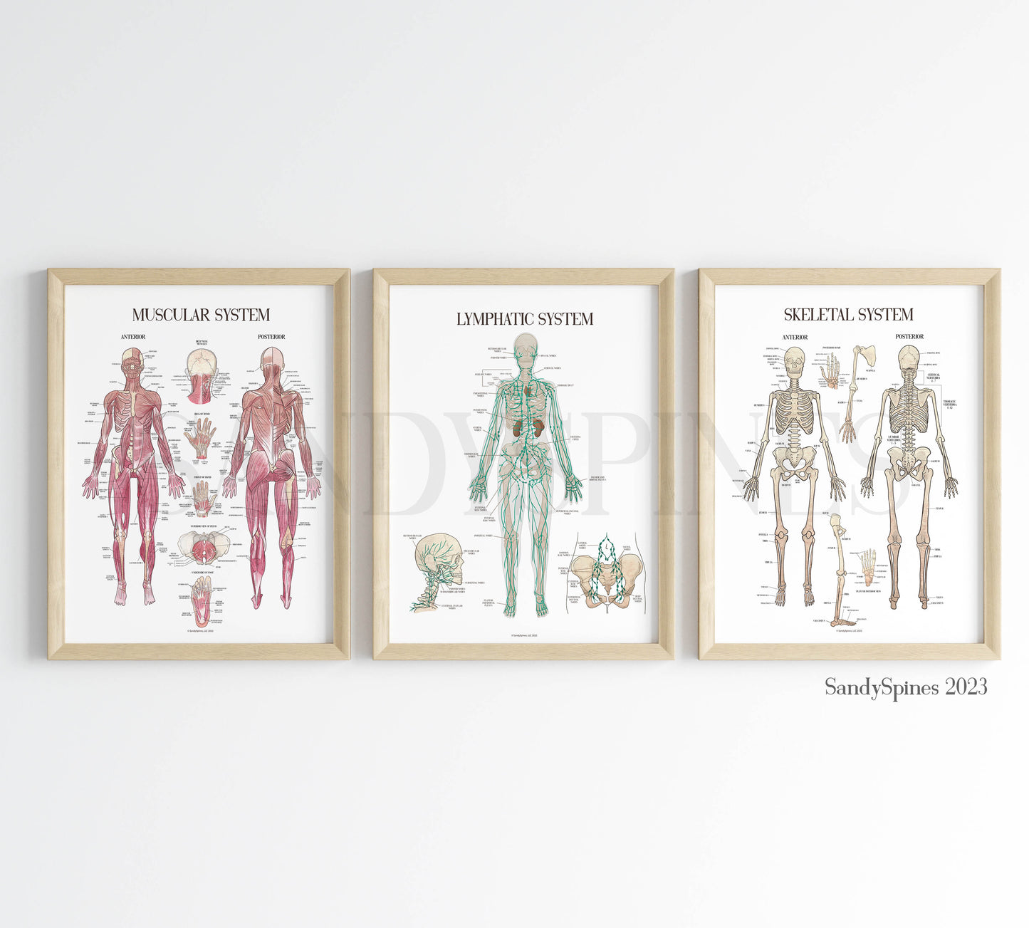 Lymphatic System Anatomy Poster