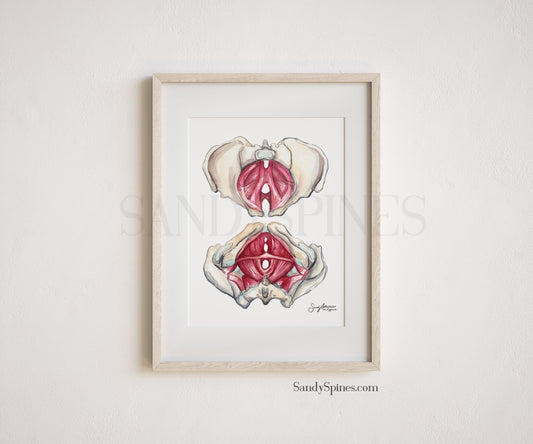 Pelvic Floor Watercolor (Unlabeled) - SandySpines