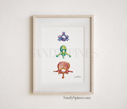Rainbow Vertebrae Print - SandySpines