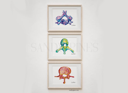 Colorful Trio of Vertebrae | Cervical, Thoracic, Lumbar | 3 Prints