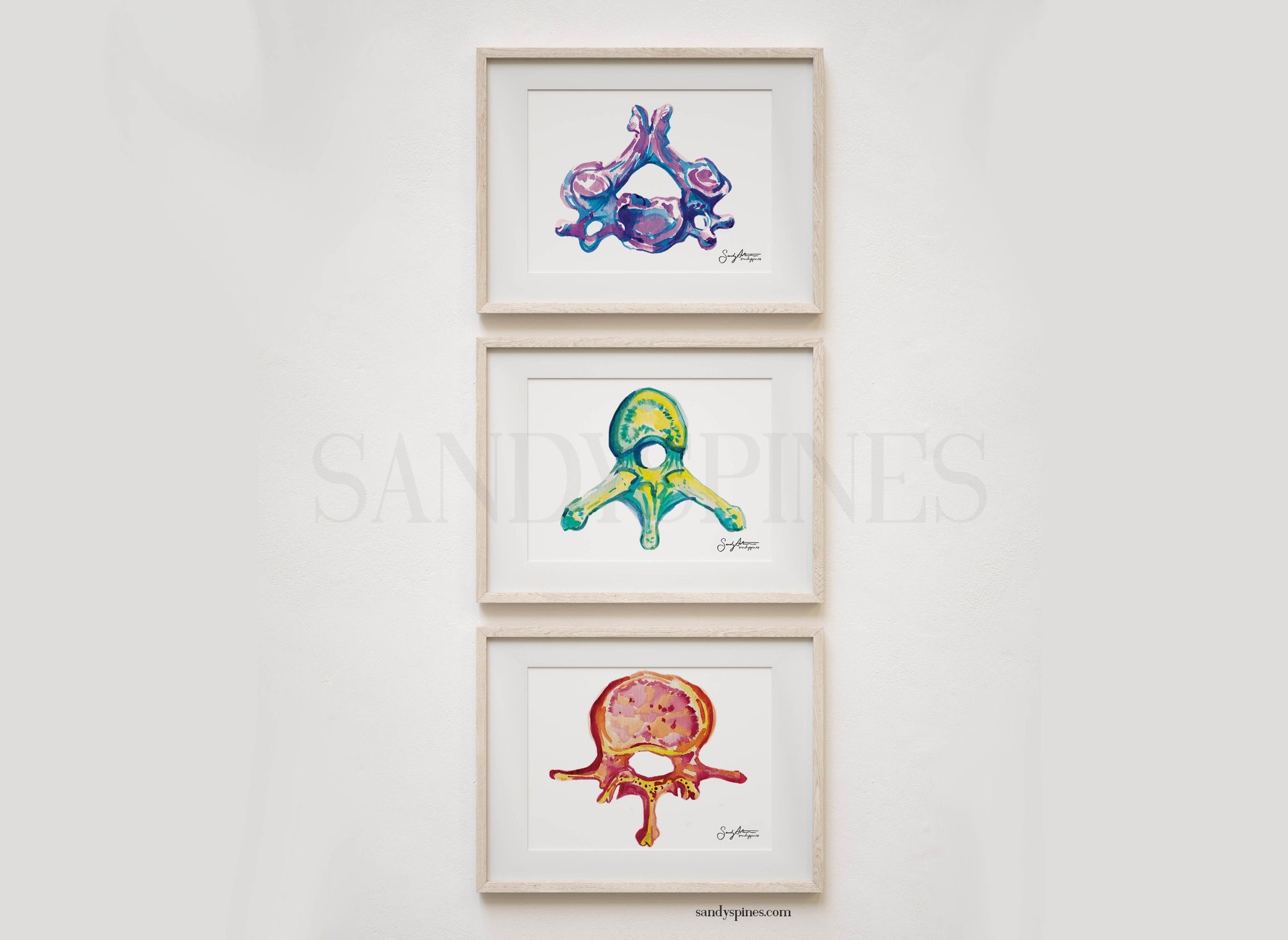 Cervical, thoracic, lumbar vertebrae anatomy art by SandySpines, chiropractor artist 