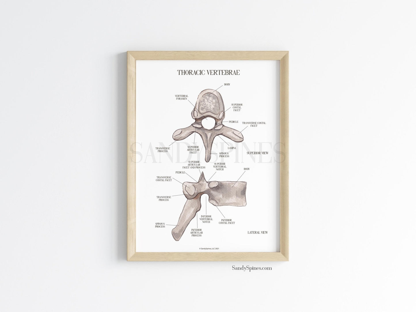 Thoracic Vertebra Labeled Poster - SandySpines
