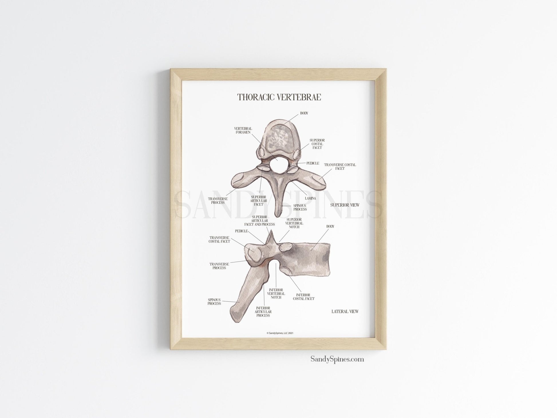 Thoracic Vertebra Labeled Poster - SandySpines