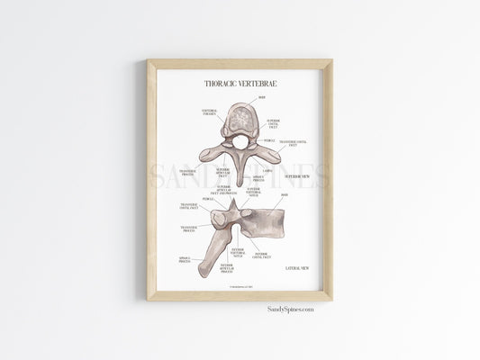 Thoracic Vertebra Labeled Poster - SandySpines