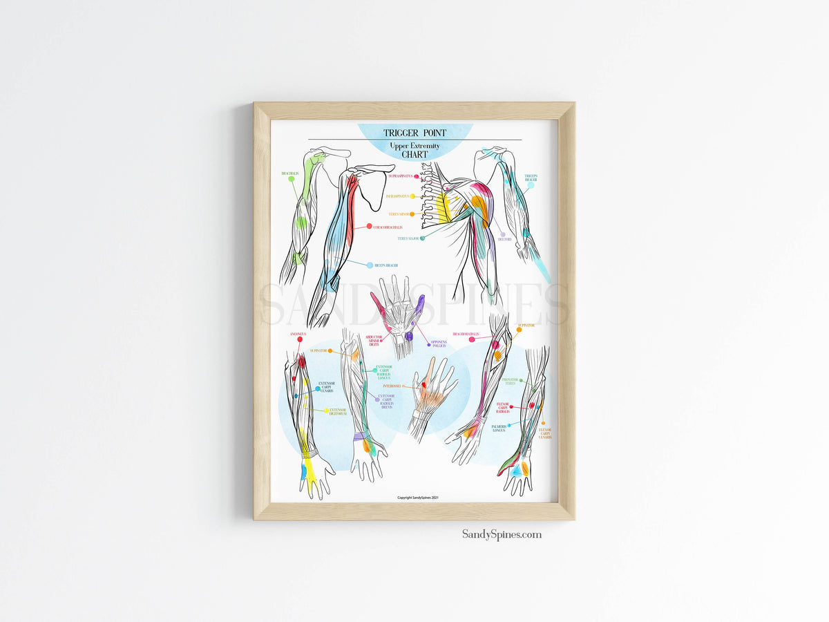 Trigger Point Collection Trigger Point Charts | Set of 3 Posters – SandySpines