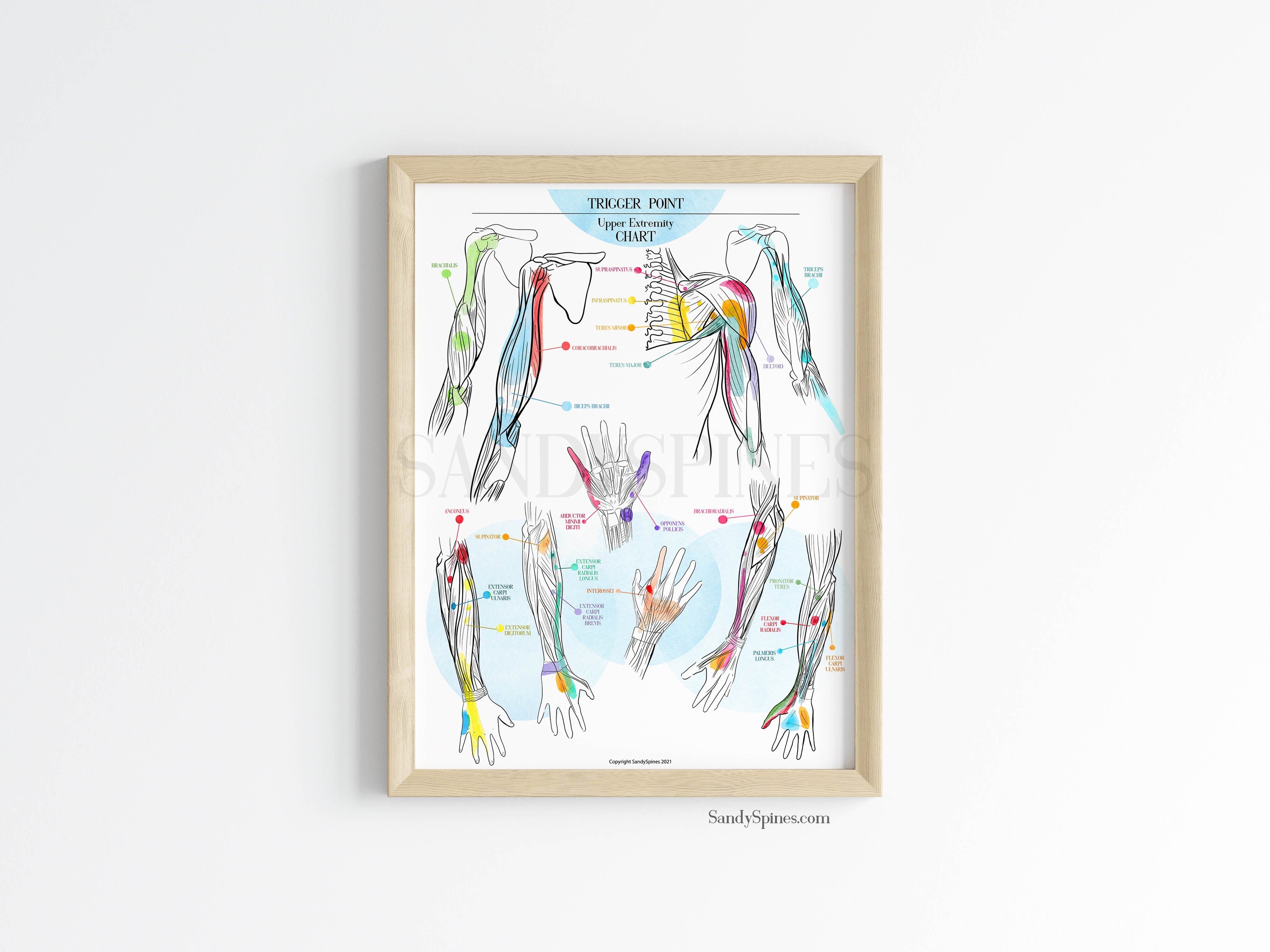 Trigger Point Charts Set of 3 Posters SandySpines