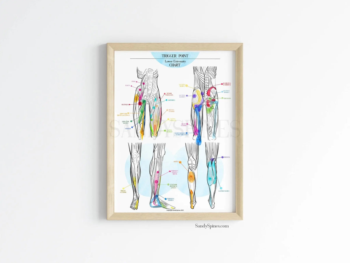Trigger Point Lower Extremity Poster for Chiropractors & PT – SandySpines