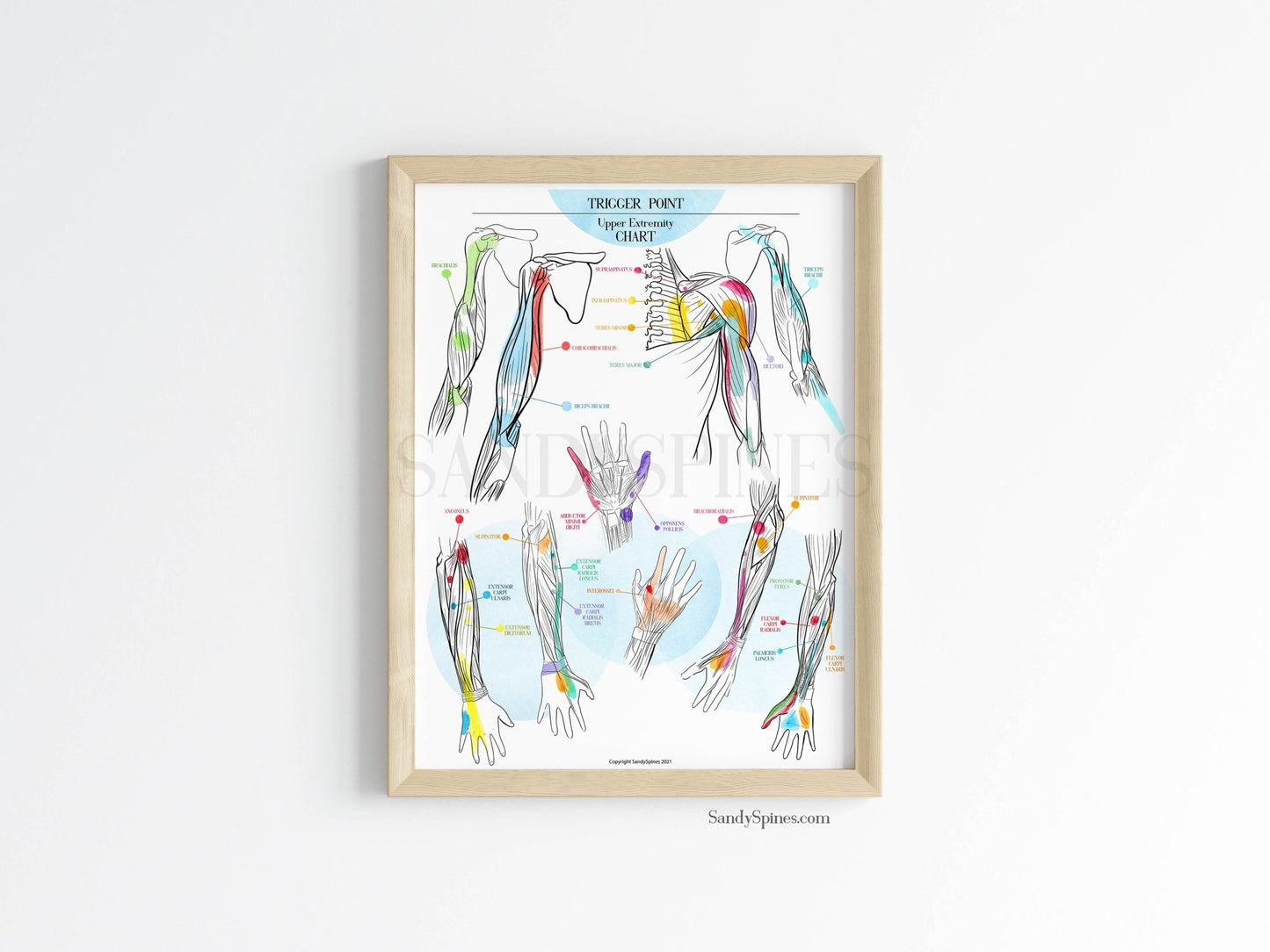 Trigger Point Charts | Upper Extremity - SandySpines