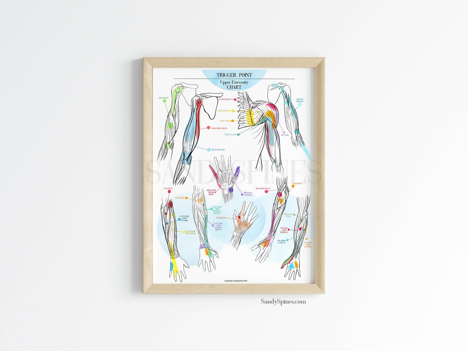 Trigger Point Charts | Upper Extremity - SandySpines