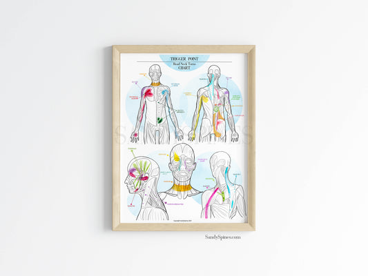 Trigger Point Charts | Body/Head/Torso Chart