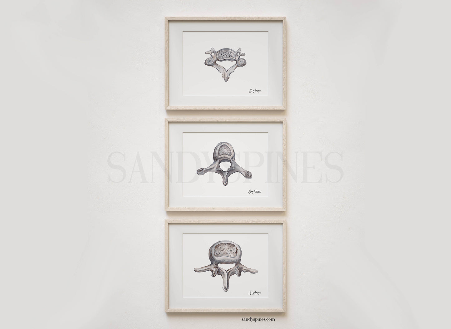 Grayscale Trio of Vertebrae | Cervical, Thoracic, Lumbar | 3 Prints